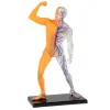 Anatomía Humana 3 En 1 - Mi Alegría*Mi Alegria mexico Discount
