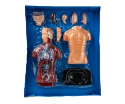 Torso Humano - Mi Alegría*Mi Alegria mexico Outlet