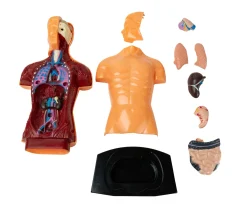 Torso Humano - Mi Alegría*Mi Alegria mexico Outlet
